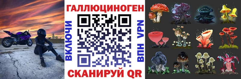 Купить  Динская  Псилоцибиновые грибы Psilocybine cubensis 